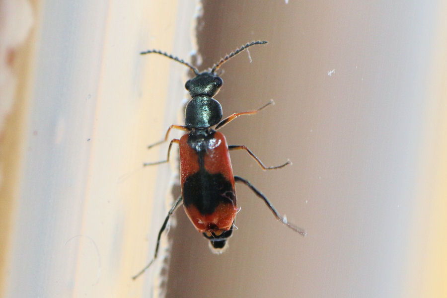 Malachiidae: Anthocomus equestris, maschio