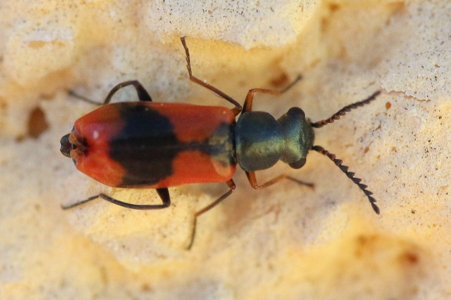 Malachiidae: Anthocomus equestris, maschio