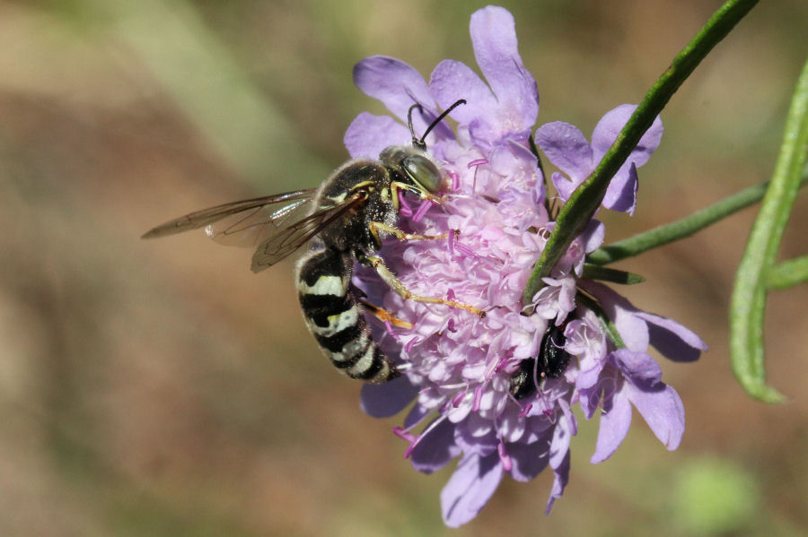 Crabronidae: Bembix oculata