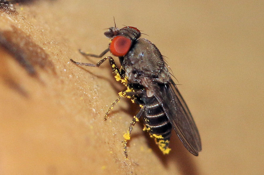 Drosophilidae:  Cacoxenus cfr. indagator