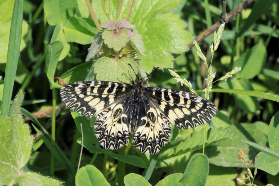 Zerynthia cassandra