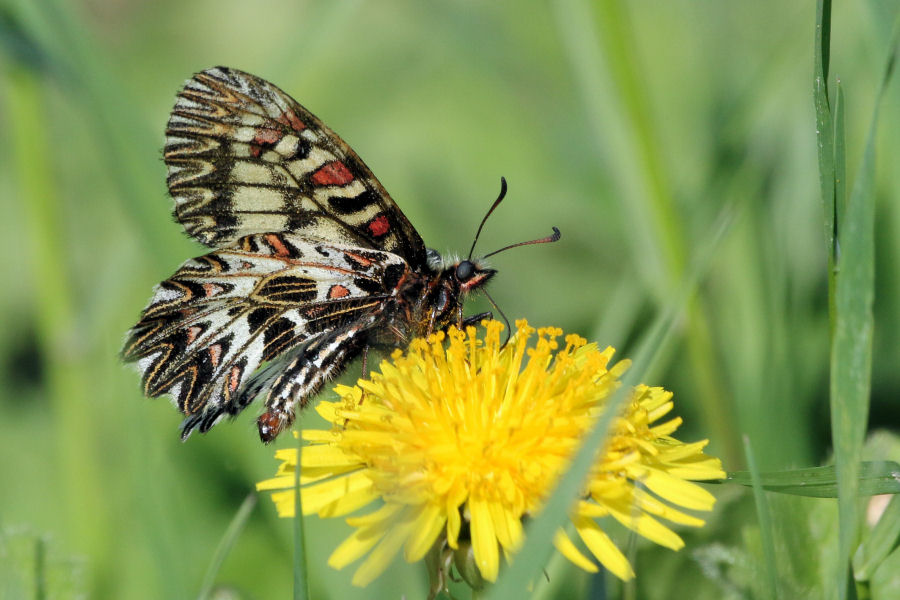 Zerynthia cassandra