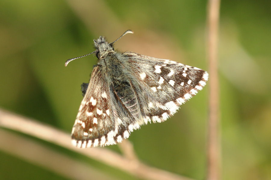 Quali Pyrgus? Pyrgus malvoides, Hesperiidae