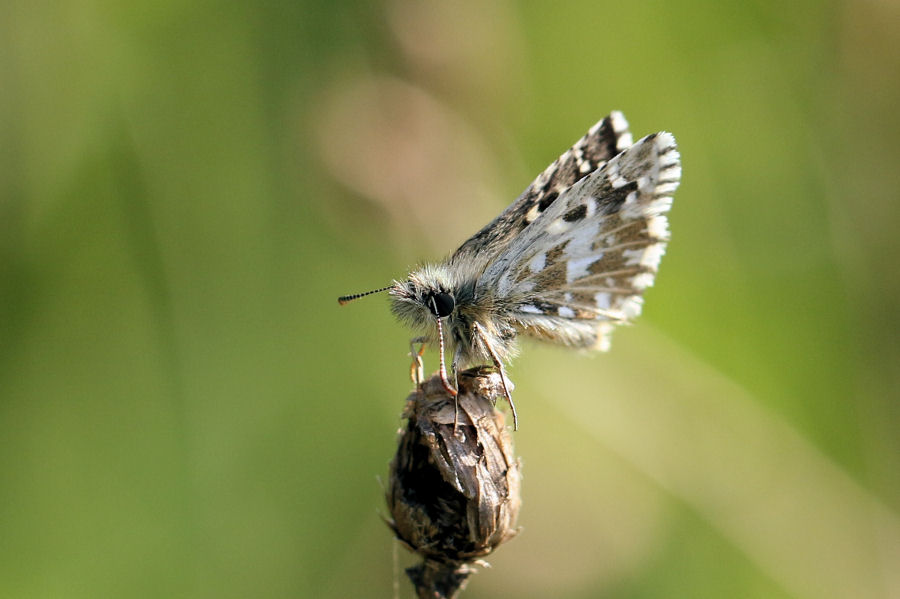 Quali Pyrgus? Pyrgus malvoides, Hesperiidae