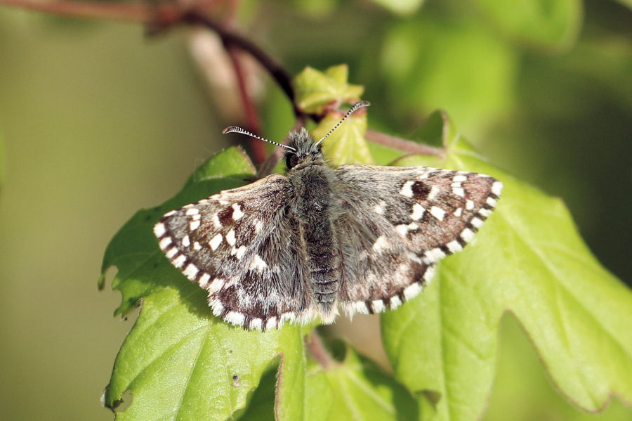 Quali Pyrgus? Pyrgus malvoides, Hesperiidae