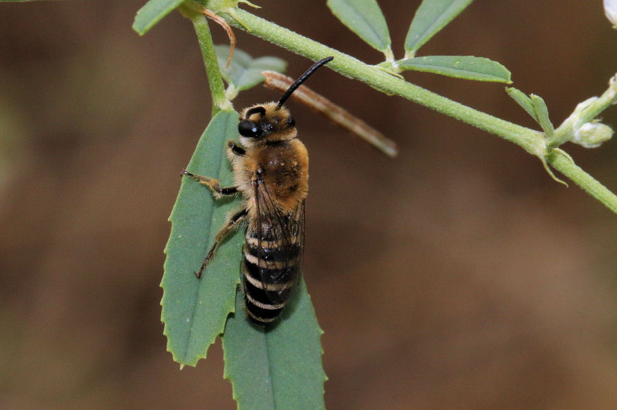 Apidae Colletinae: Colletes sp. ?  S !