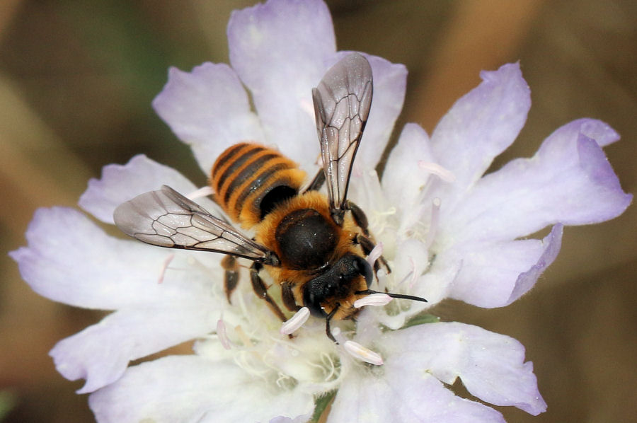 Apidae Megachilinae:  Megachile sp.?  S !