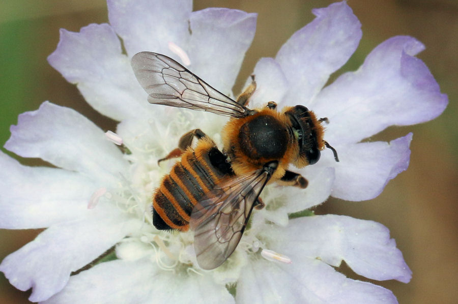 Apidae Megachilinae:  Megachile sp.?  S !