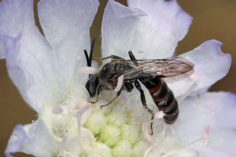 Apidae Halictinae: maschio di Lasioglossum?  S, Lasioglossum cfr. malachurum