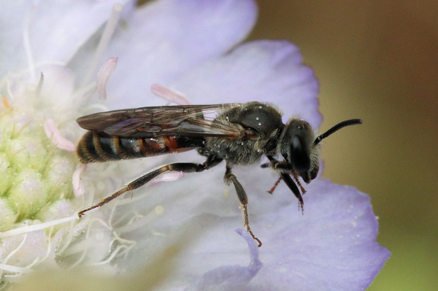 Apidae Halictinae: maschio di Lasioglossum?  S, Lasioglossum cfr. malachurum