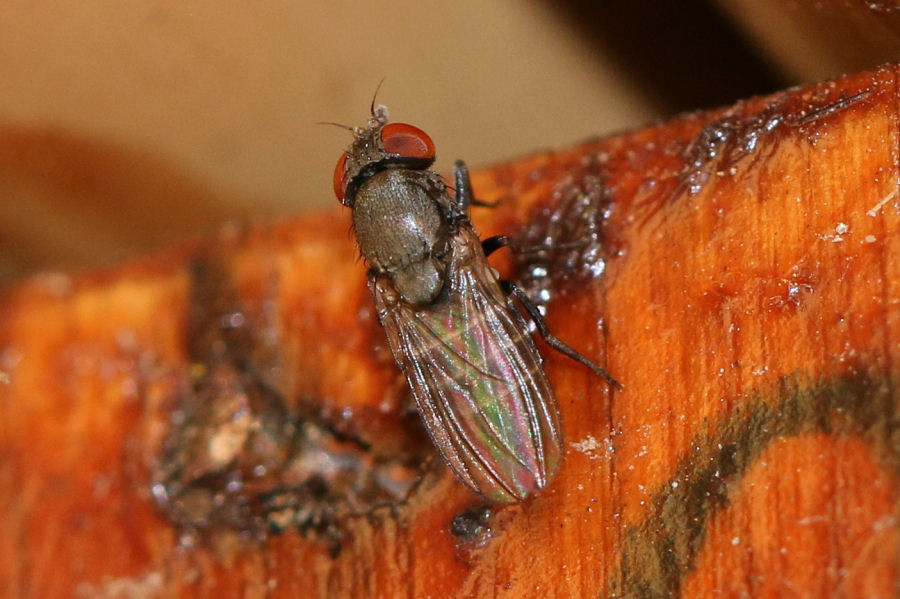 Drosophilidae:  Cacoxenus cfr. indagator