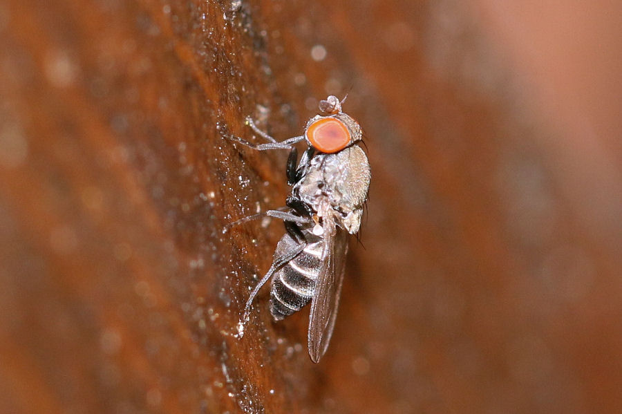 Drosophilidae:  Cacoxenus cfr. indagator