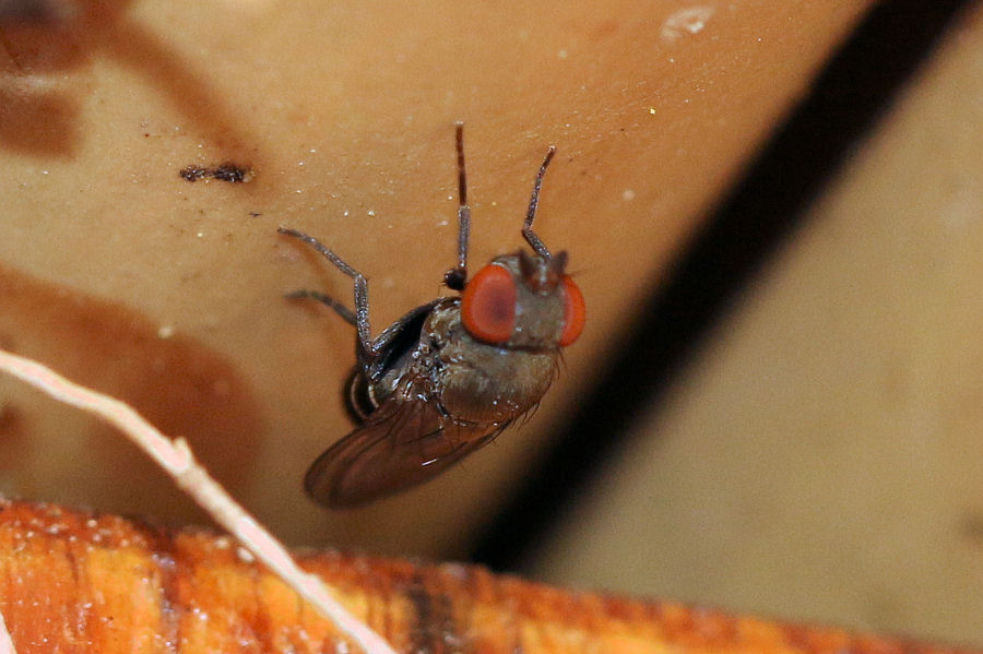 Drosophilidae:  Cacoxenus cfr. indagator