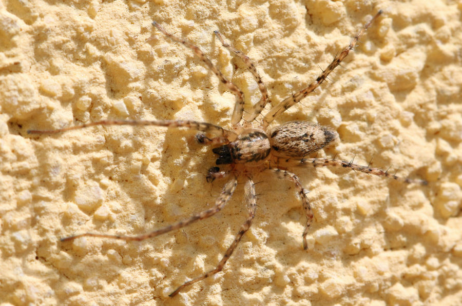 Anyphaena sp., maschio - Castel Maggiore (BO)