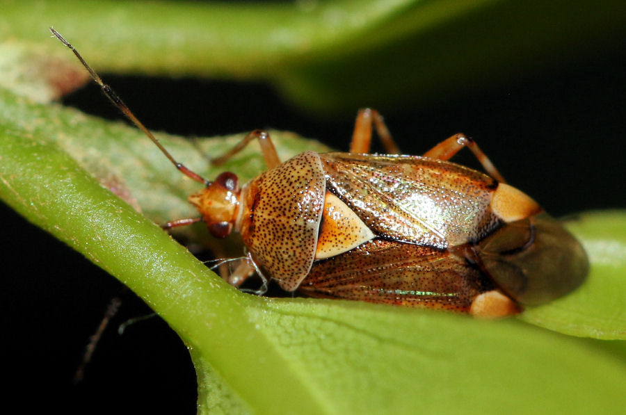 Miridae: Deraeocoris flavilinea?  S !