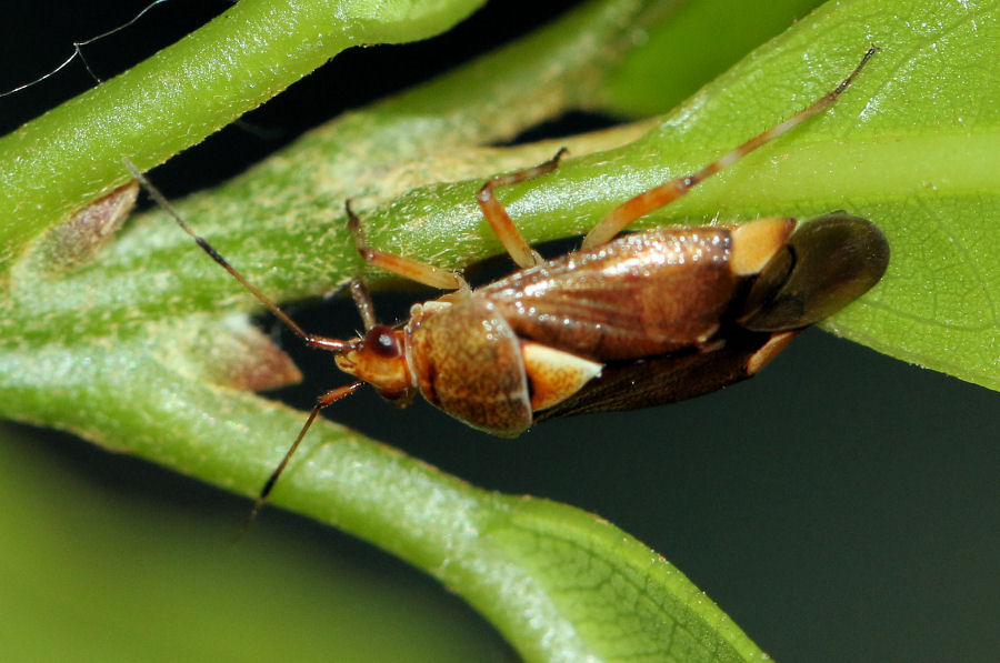 Miridae: Deraeocoris flavilinea?  S !