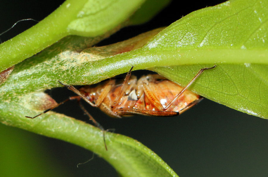 Miridae: Deraeocoris flavilinea?  S !