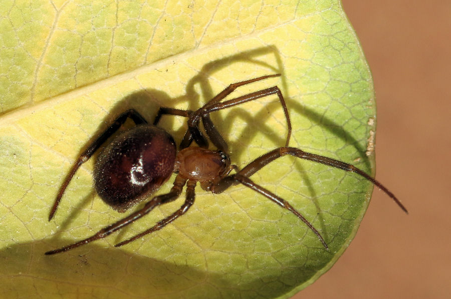 Steatoda grossa - Castel Maggiore (BO)