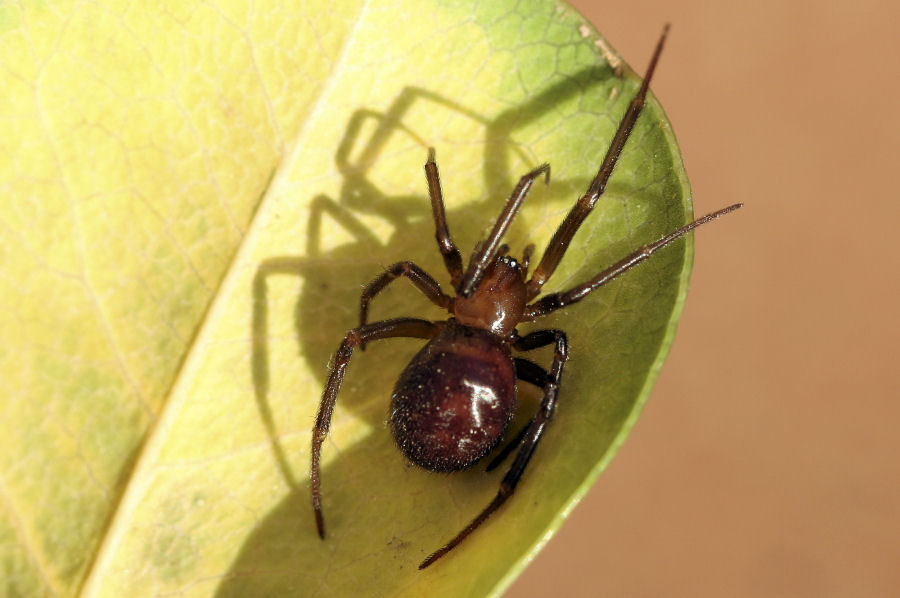 Steatoda grossa - Castel Maggiore (BO)