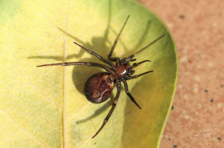 Steatoda grossa - Castel Maggiore (BO)