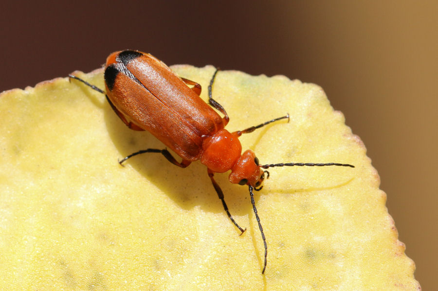 Meloidae: Zonitis flava