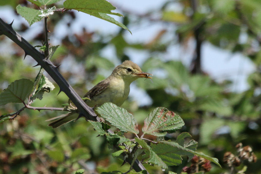 Canapino (Hippolais polyglotta) ??  S !