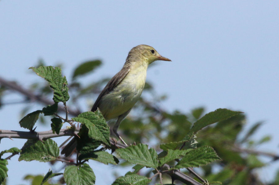 Canapino (Hippolais polyglotta) ??  S !