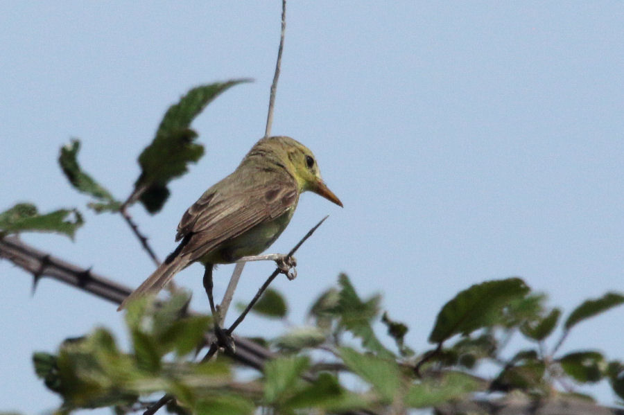 Canapino (Hippolais polyglotta) ??  S !
