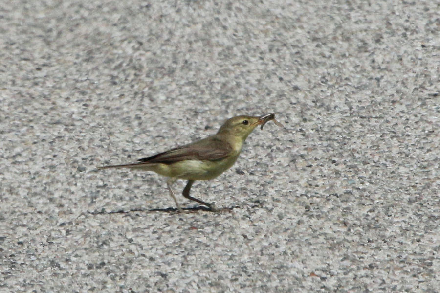 Canapino (Hippolais polyglotta) ??  S !