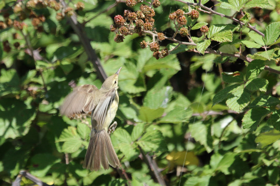 Canapino (Hippolais polyglotta) ??  S !