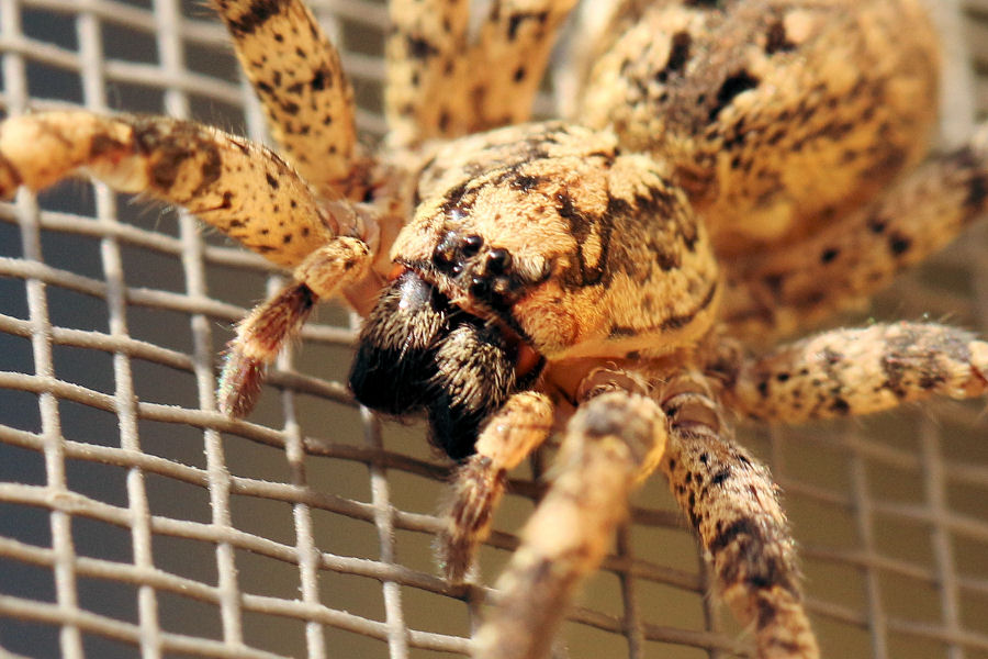 Zoropsis cfr. spinimana, femmina - Castel Maggiore (BO)