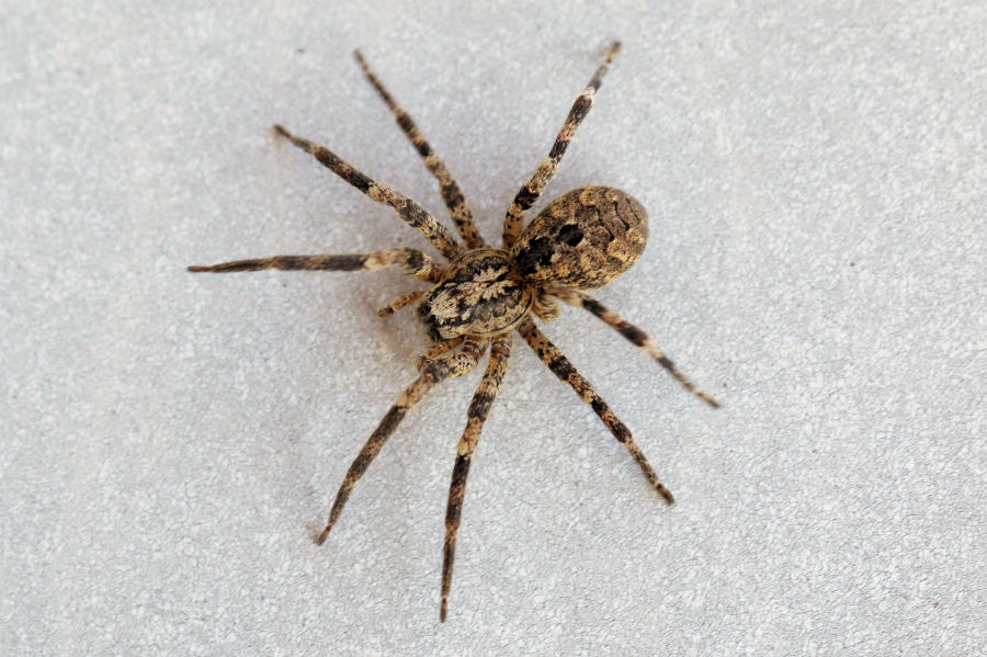 Zoropsis cfr. spinimana, femmina - Castel Maggiore (BO)