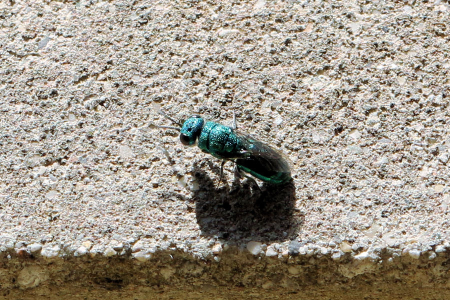 Chrysididae da id.