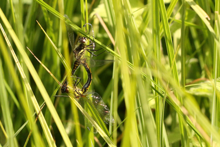 Sympetrum danae? S�