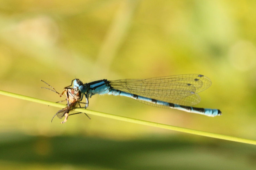 Enallagma cyathigerum, maschio