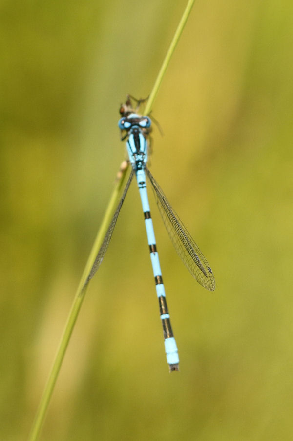 Enallagma cyathigerum, maschio