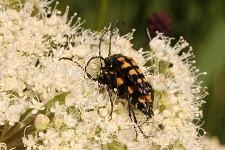 Cerambycidae: Leptura quadrifasciata?  Sì !