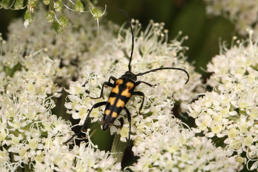 Cerambycidae: Leptura quadrifasciata?  Sì !