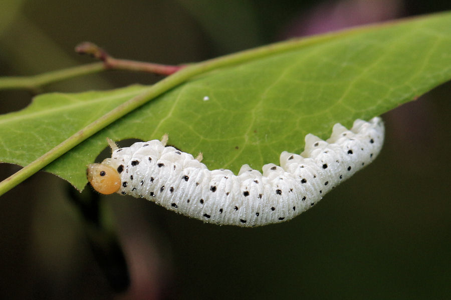 Larva di imenottero: Tenthredo sp. ?