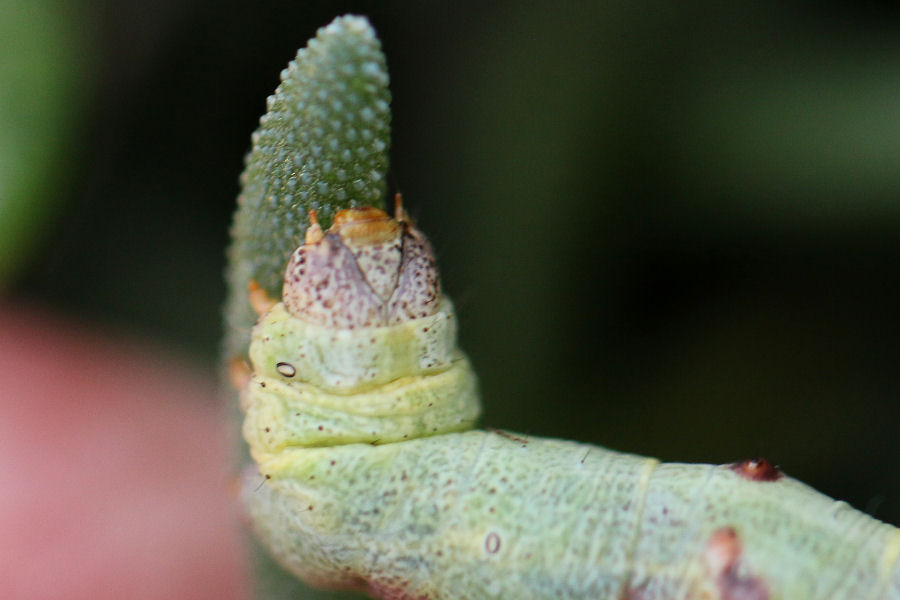 Bruco di Ascotis selenaria (Geometridae)
