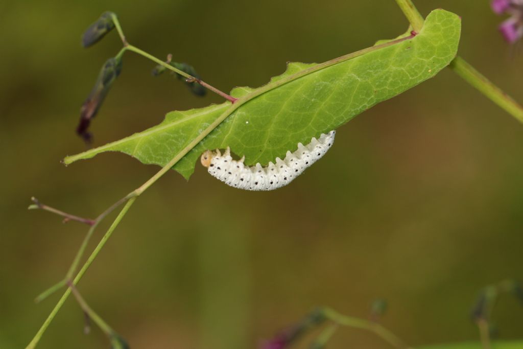 Larva di imenottero: Tenthredo sp. ?