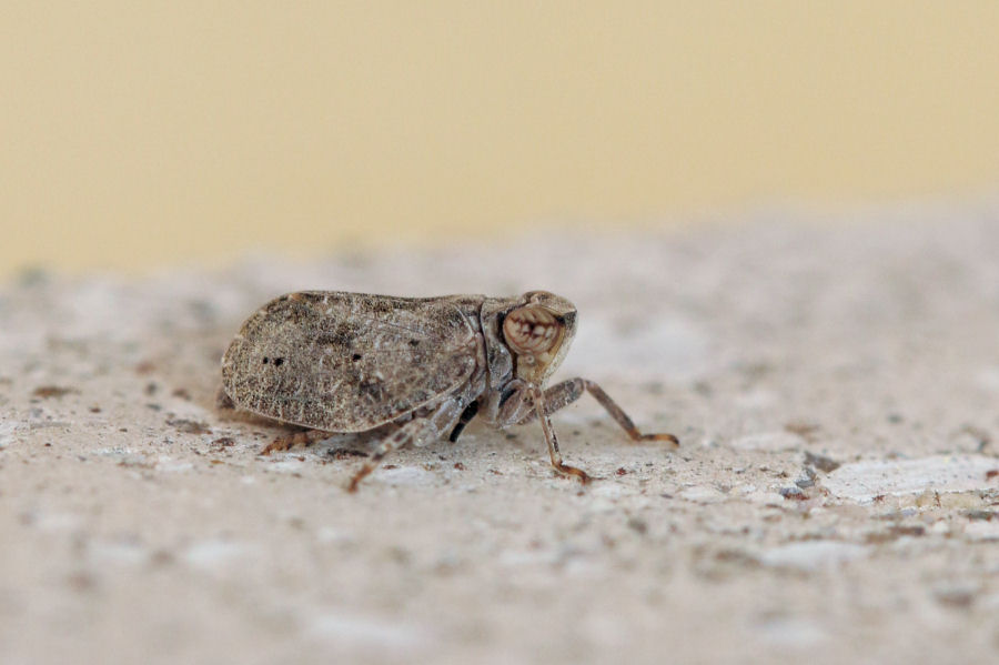 Fulgoromorpha Issidae: cfr. Latilica sp.