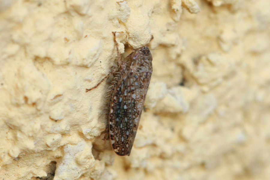 Cicadellidae Deltacephalinae:Phlepsius sp.