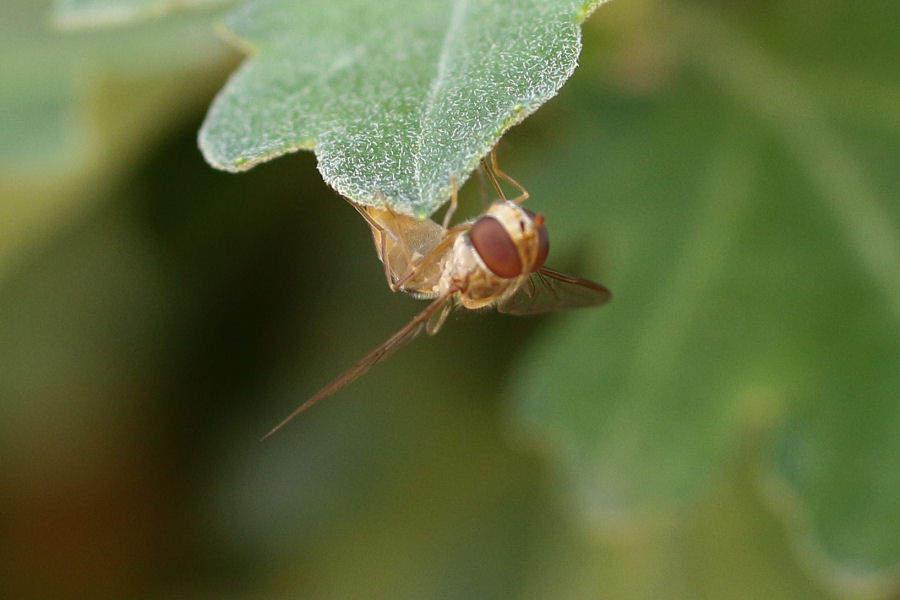 Episyrphus balteatus: pupa parassitata?