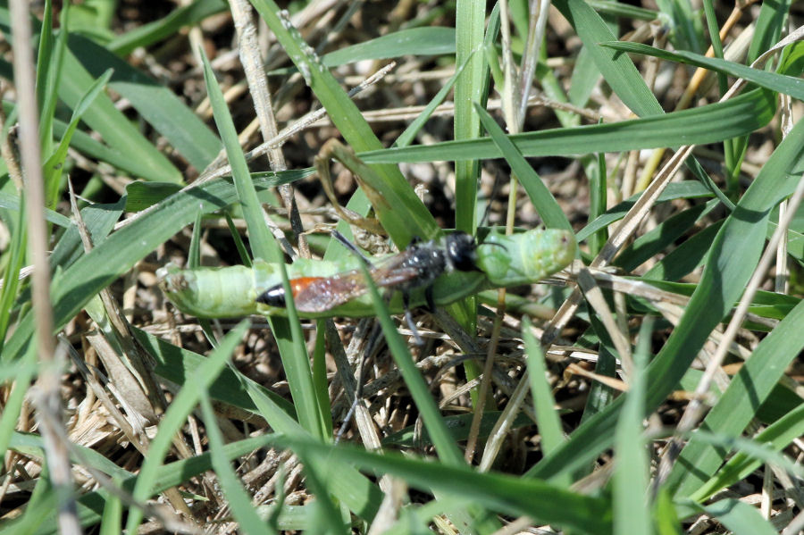 Sphecidae con bruco: Podalonia aff. tydei.