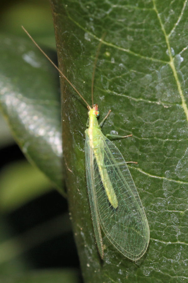 Chrysopidae: Chrysoperla sp.?   S, Chrysoperla cfr. lucasina