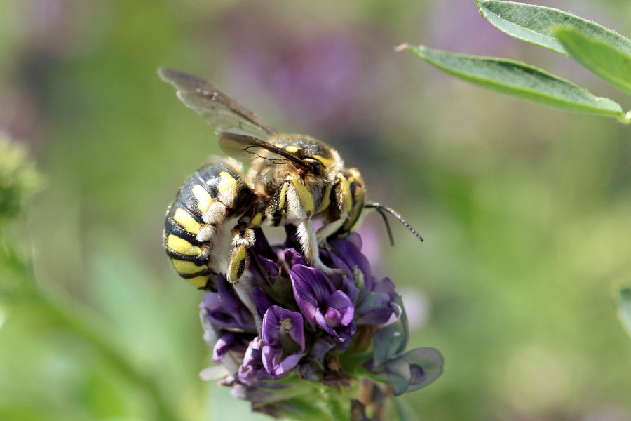 Identificazione Anthidium