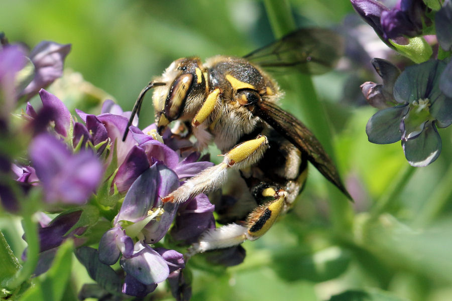 Identificazione Anthidium