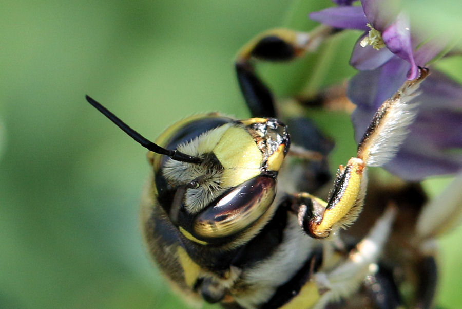 Identificazione Anthidium