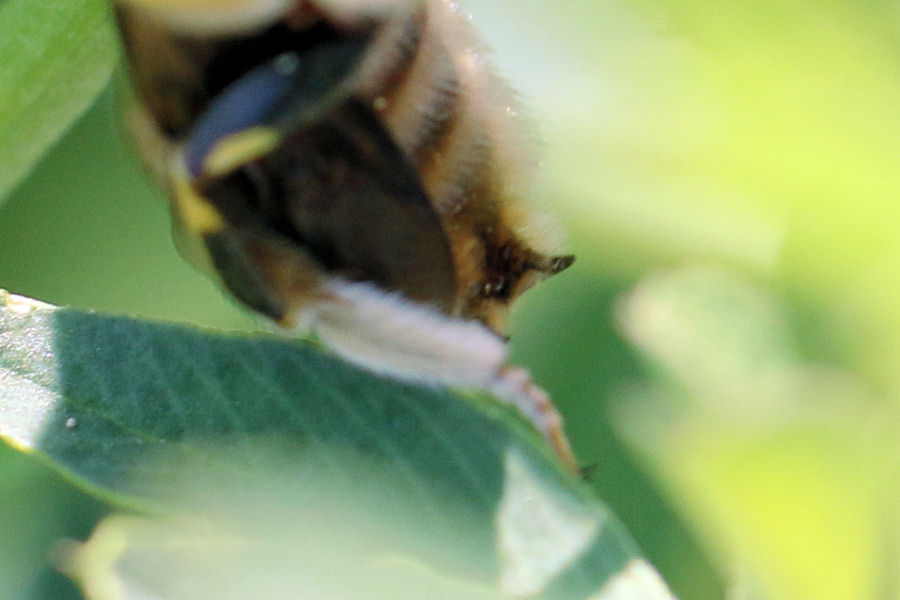 Identificazione Anthidium